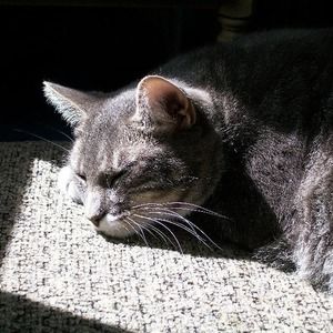 Meet your Posher, Rose